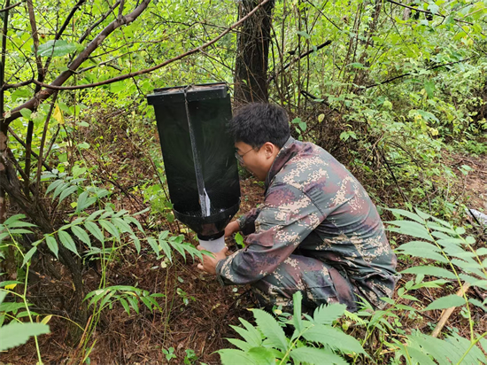 泉林公司开展松树钻蛀类害虫调查工作（1）.jpg