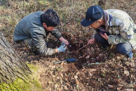 1763963005843687.jpg 泉林公司全面开展越冬前虫情调查工作(3).jpg